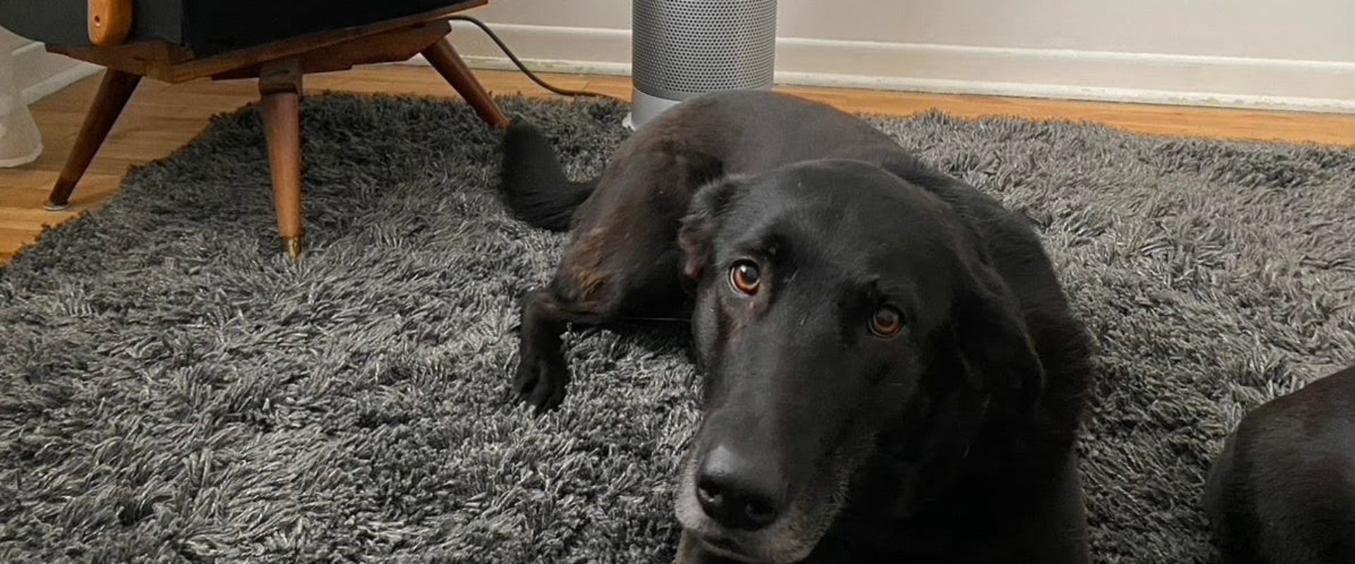 What is the Best Furnace Air Filter for Pets?