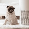 Will an Air Purifier Help with Pet Odors?