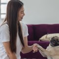 Do Air Purifiers Keep Pets Safe?